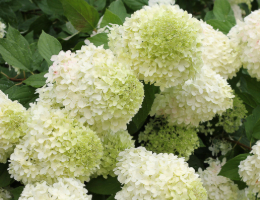 Hydrangea Limelight.